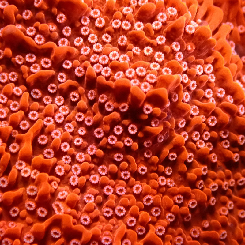 Montipora Rot Frag 07