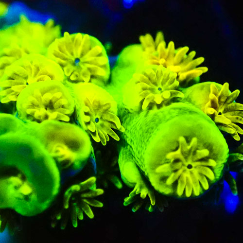 Acropora MC Sunflower Field