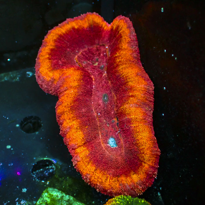 Lobophyllia MC Orange Dream
