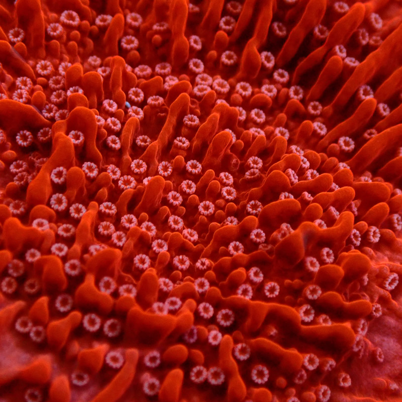 Montipora Rot Frag 14