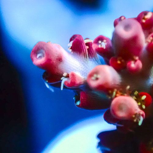 Acropora MC Riftwalker