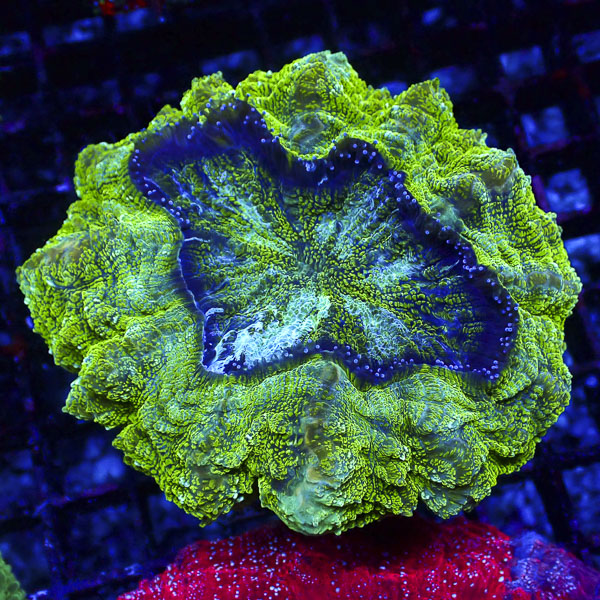Acanthophyllia MC Kryptonite