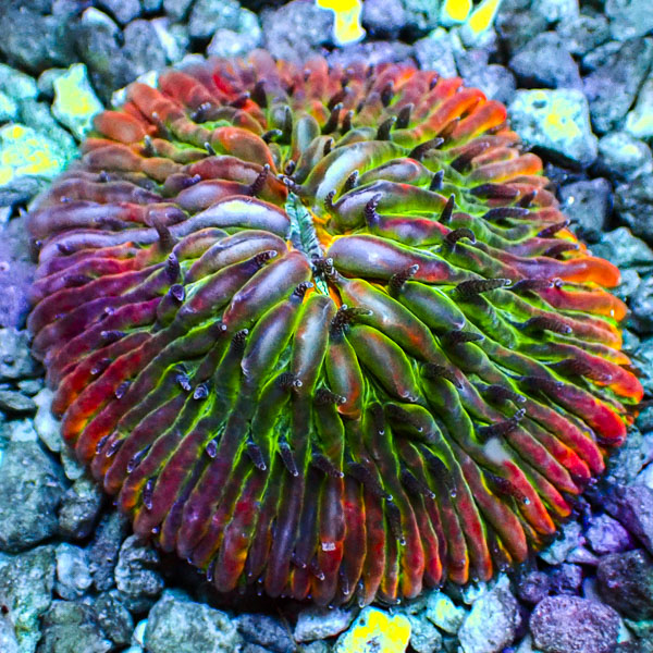 Fungia MC Cosmic Colorstorm