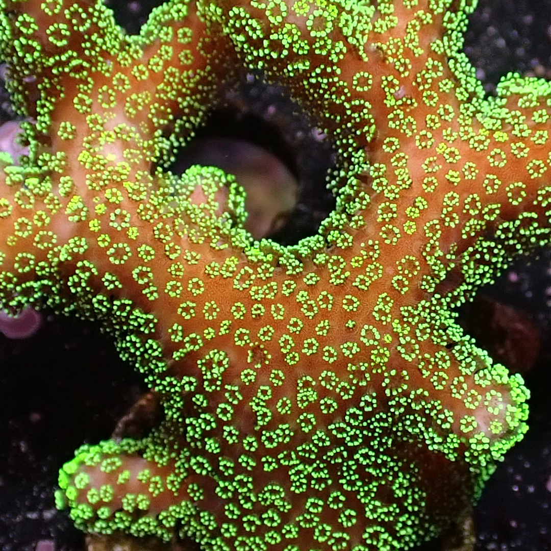 Pocillopora SPS Koralle mit gelbem Stamm und leuchtend grünen Polypen