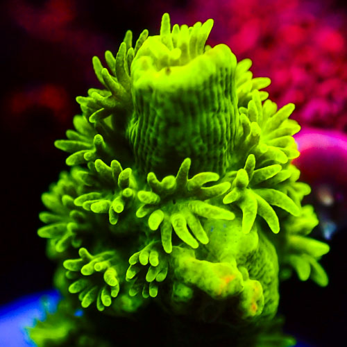 Acropora MC Emerald Pulse