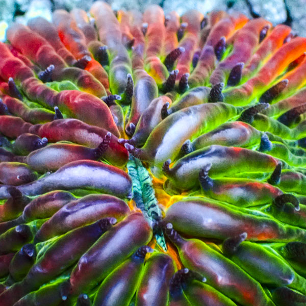 Fungia MC Cosmic Colorstorm