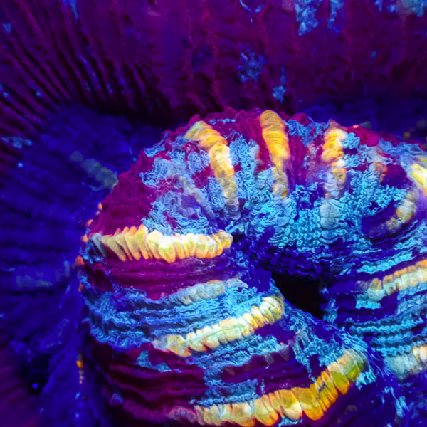Trachyphyllia MC Royal Ammonite